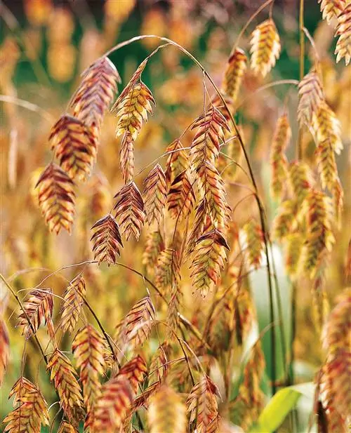 Северный морской овес Chasmanthium latifolium