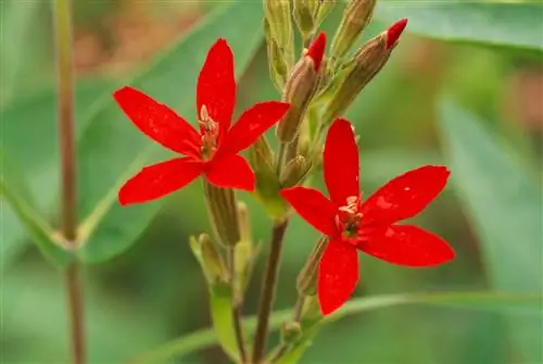 Королевская муха Silene regia