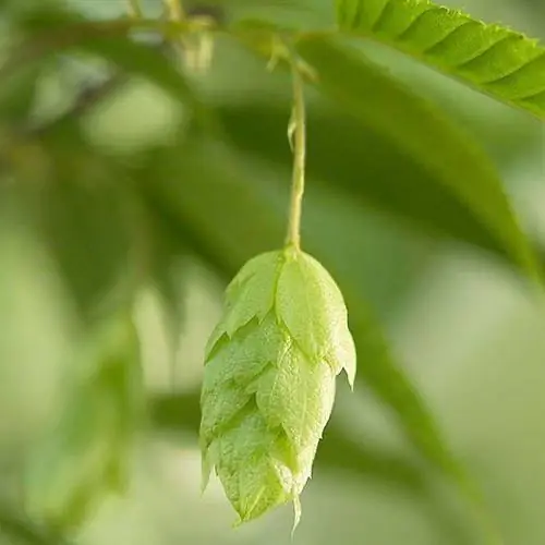 Американский граб (Carpinus caroliniana)