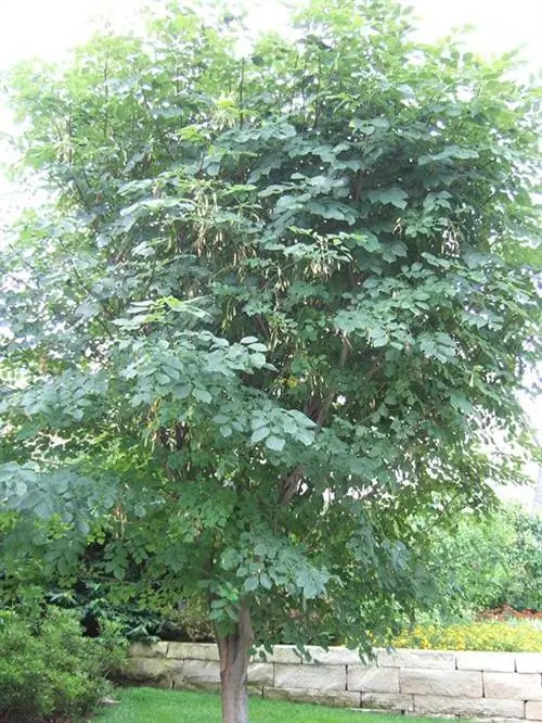 Американская желтая древесина (Cladrastis kentukea)