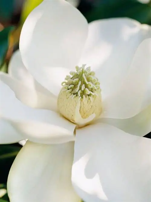 Магнолия 'Маленькая жемчужина' (Magnolia grandiflora 'Little Gem')
