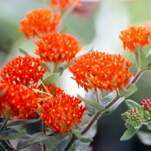 Бабочка-сорняк (Asclepias tuberosa)