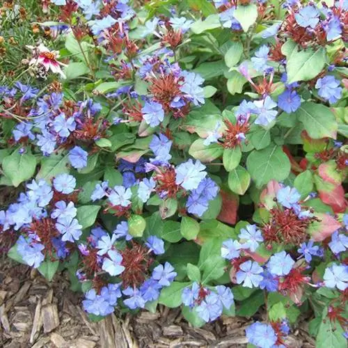 Пламбаго многолетнее (Ceratostigma plumbaginoides)