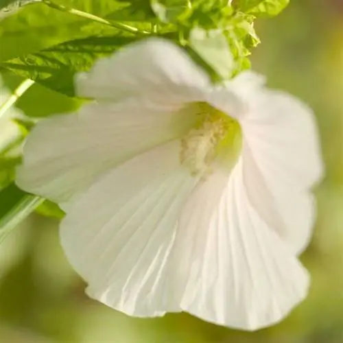 Гибискус болотный (Hibiscus coccineus)