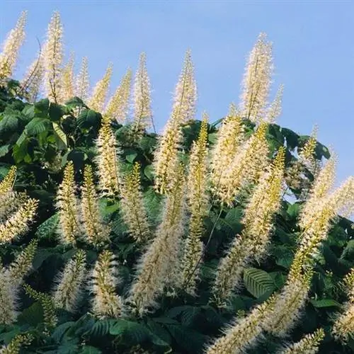 Бутылочная щетка (Aesculus parviflora)