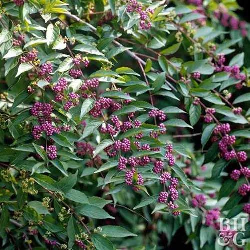 Фиолетовая красавица Callicarpa dichotoma