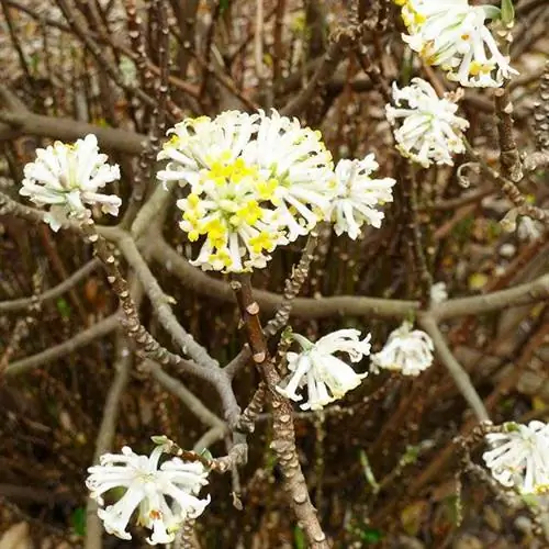 Папербуш (Edgeworthia chrysantha, син. Edgeworthia papyrifera)