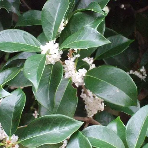 Ароматный чай с оливками (Osmanthus fragrans)