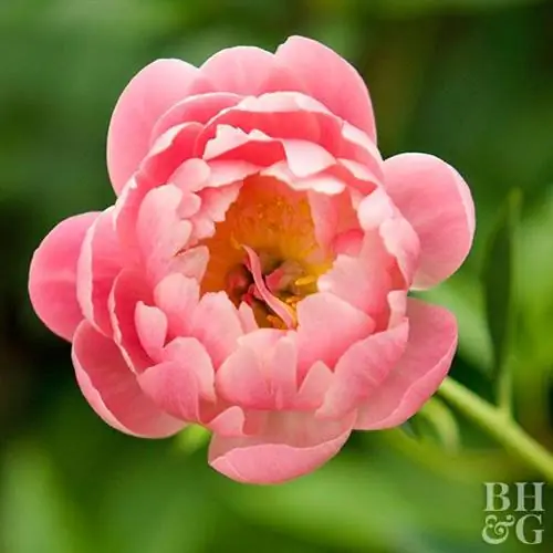 Пион 'Коралловое очарование'