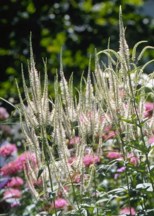 Корень Калвера Veronicastrum virginicum