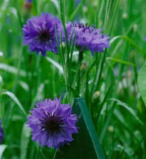Пуговица бакалавра Centaurea Cyanus