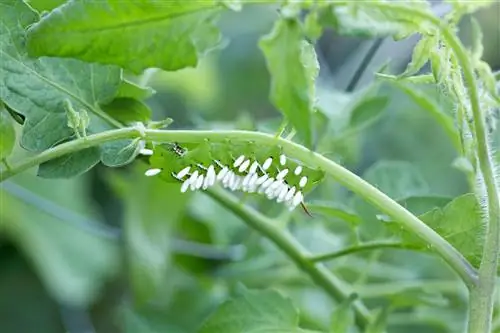 томатный роговой червь с паразитическими куколками осы