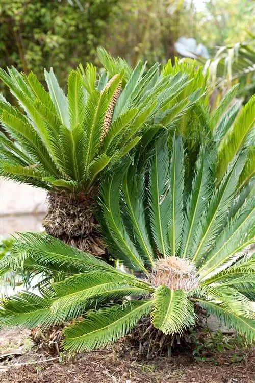 саговая пальма Cycas revoluta