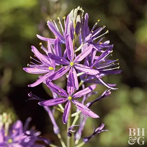 Camassia leichtlinii 'Caerulea'