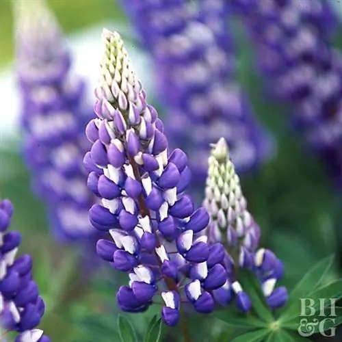 Люпин Люпин