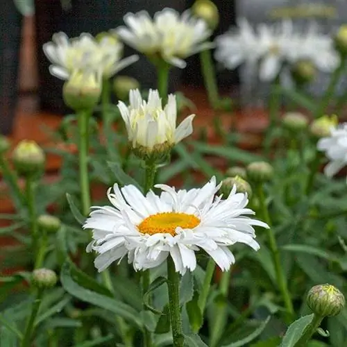 Леукантемум 'Фрик'