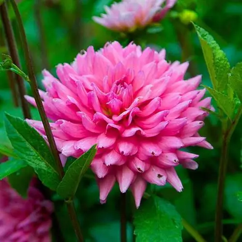 розовый георгин