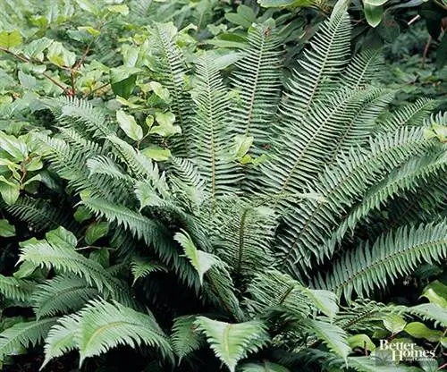 Меч папоротник