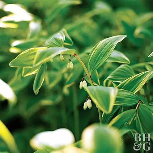 Пестрая душистая печать Соломона