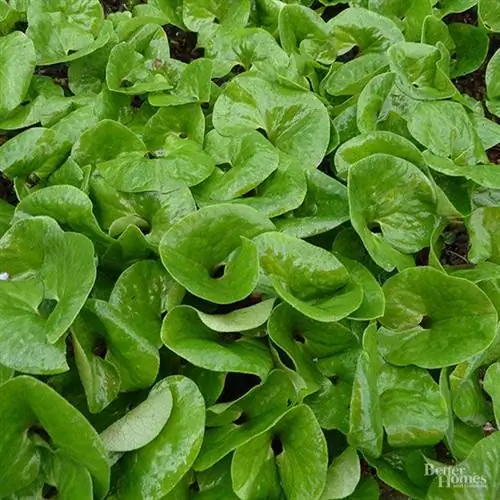 Дикий имбирь