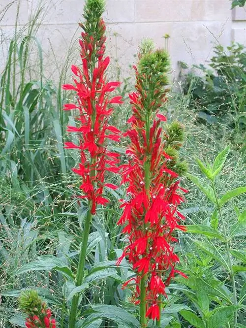 Кардинал Флауэр