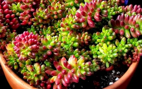 Праздничные красные суккуленты станут вашим новым любимым праздничным декором в этом году