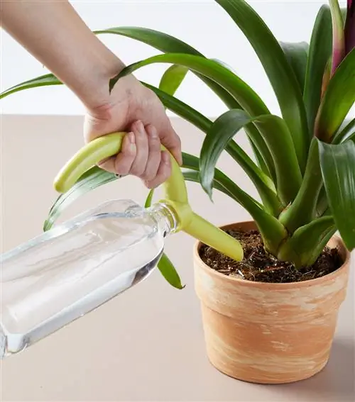 полив комнатного растения