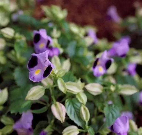 Деталь фиолетового цветка треугольной кости Торения