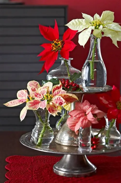 различные черенки пуансеттии на многоярусной подставке