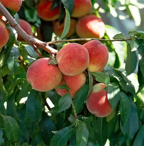 деталь персика prunus perscia