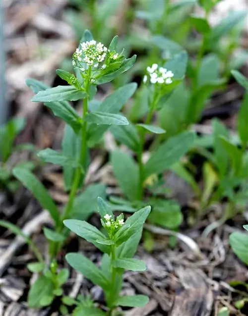 деталь чесночной горчицы alliaria petiolata