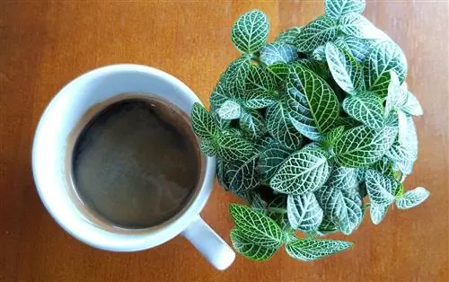 Как кофейная гуща и кухонные отходы могут помочь комнатным растениям процветать