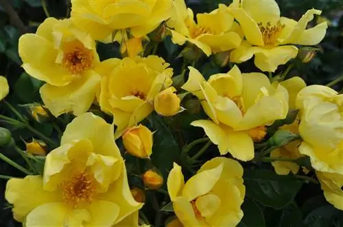Розы Lemon Fizz Kolorscape в саду