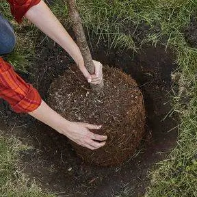 женщина центрирует корневой шар дерева в отверстии