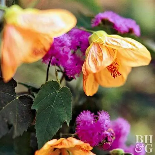 клен цветущий Abutilon Ageratum 'Blue Horizon'