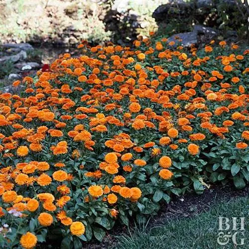 Календула Candyman Orange