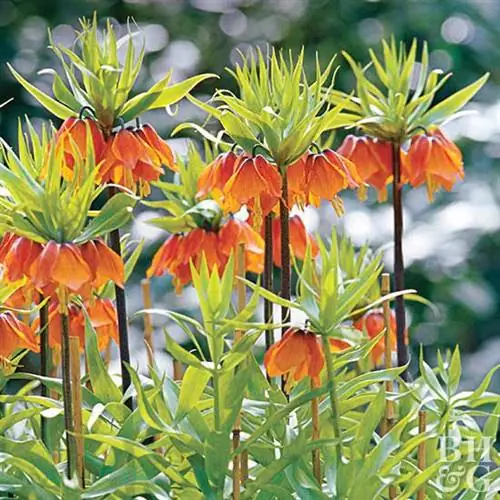 Корона императорская Fritillaria Imperialis
