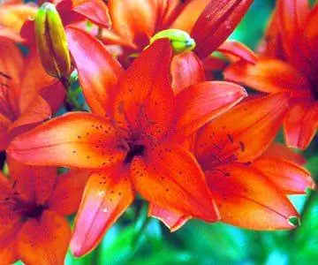 Orange_Оранжевые лилейники сгруппированы