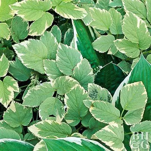 Aegopodium podagraria Variegatum