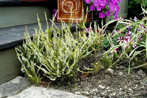 Calluna vulgaris 'Sandy' Вереск шотландский