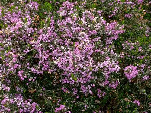 Erica cinerea, вереск колокольный, вереск скотч