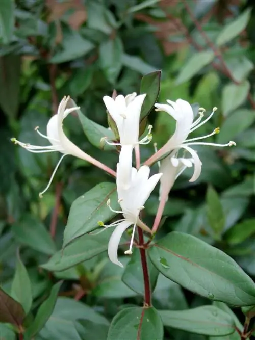 Жимолость японская Lonicera heckrottii Goldflame