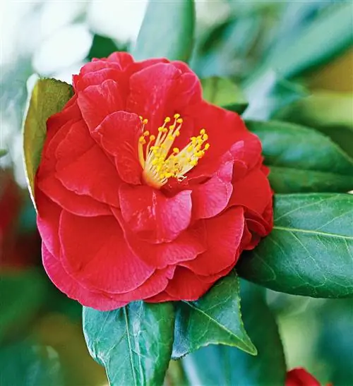 Camellia japonica 'Alexander Hunter' с красными цветками