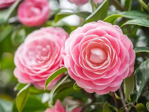 6 малоизвестных фактов о камелии, объясняющих, почему этот кустарник так популярен