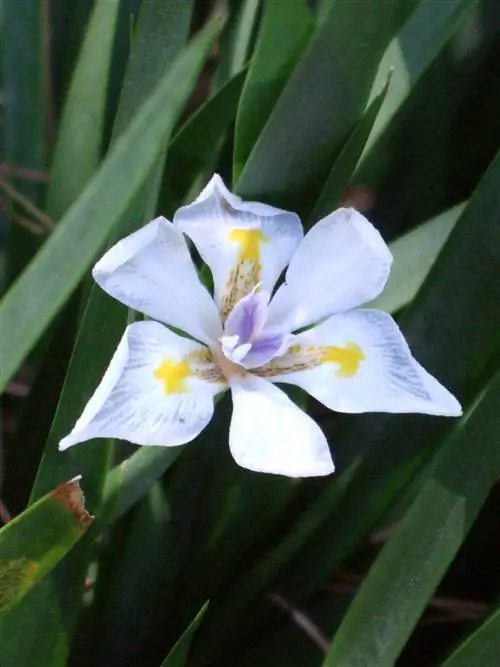 Dietes bicolor белый африканский цветок ириса