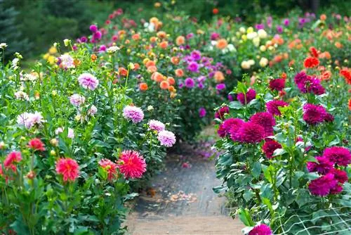 сад, полный цветов георгин разных цветов