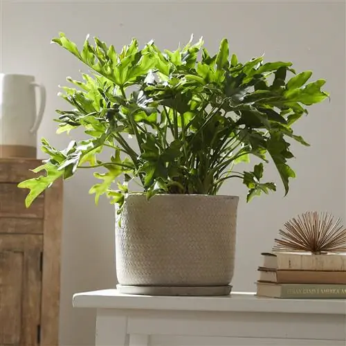 филодендрон в белом горшке на белой полке