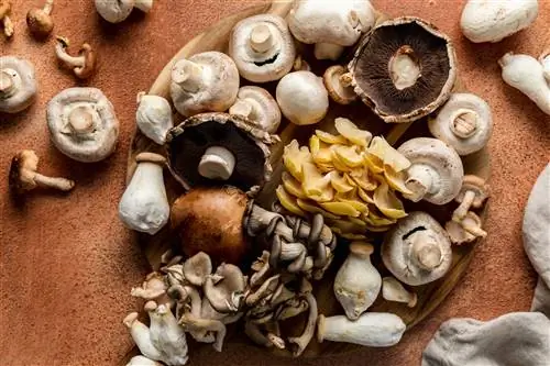 Как почистить грибы для земляного вкуса без пятнышка грязи
