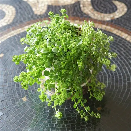 Детские слезы Pilea depressa