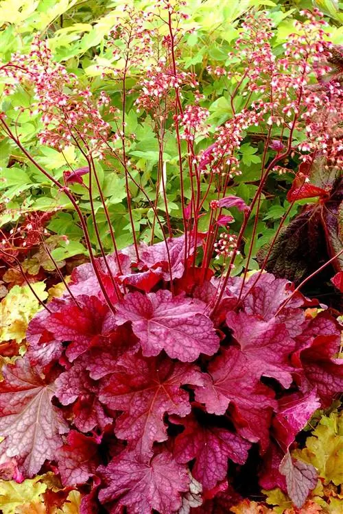 Гейхера 'Midnight Bayou' Coralbells